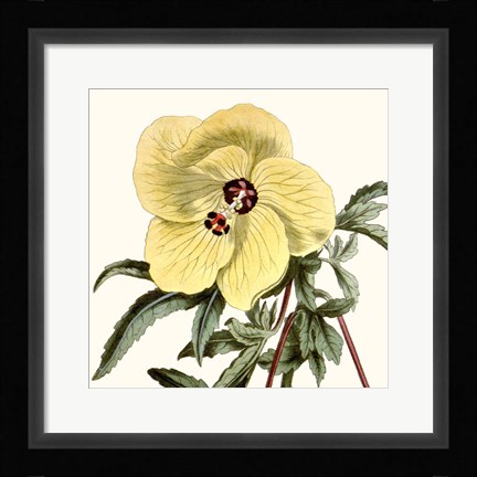 Framed Cropped Antique Botanical VII Print
