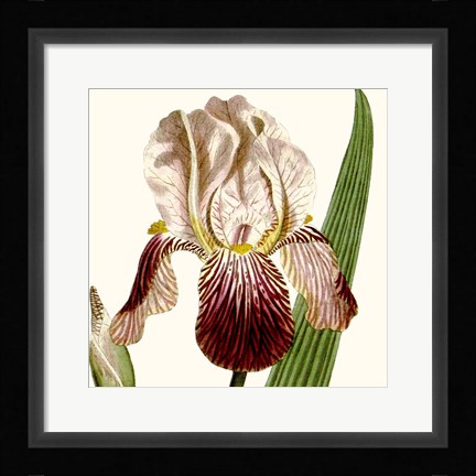 Framed Cropped Antique Botanical VIII Print