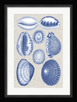 Framed Navy &amp; Linen Shells I Print