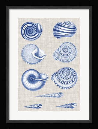 Framed Navy &amp; Linen Shells V Print