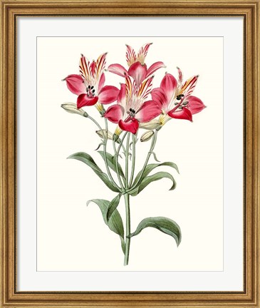 Framed Roseate Blooms I Print