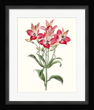 Framed Roseate Blooms I Print
