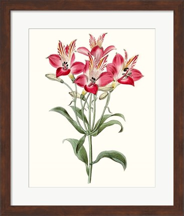 Framed Roseate Blooms I Print
