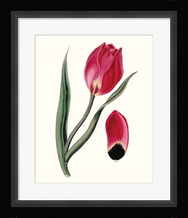 Framed Roseate Blooms II Print