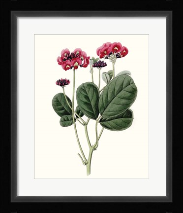 Framed Roseate Blooms III Print