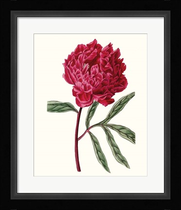 Framed Roseate Blooms IV Print