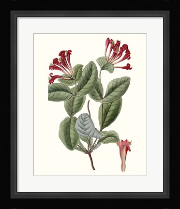 Framed Roseate Blooms V Print