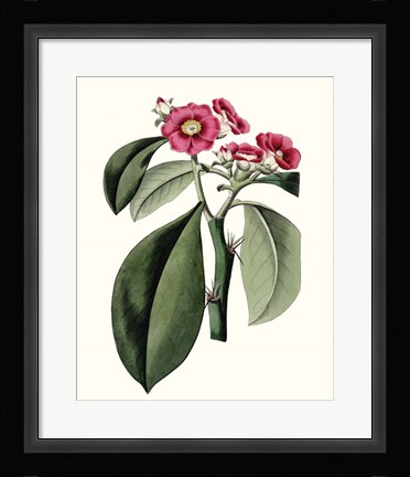 Framed Roseate Blooms VI Print