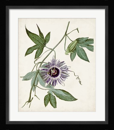 Framed Vintage Passionflower II Print