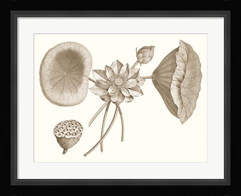 Framed Sepia Water Lily I Print