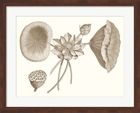 Framed Sepia Water Lily I Print