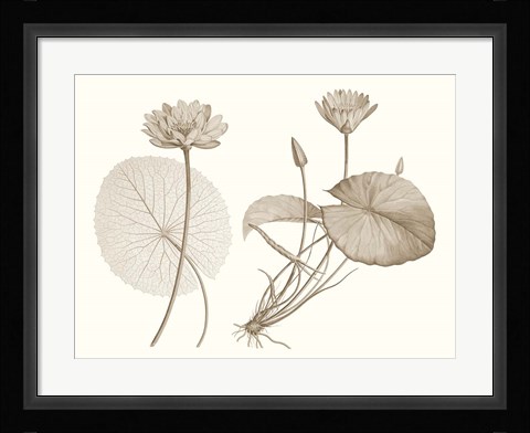 Framed Sepia Water Lily II Print