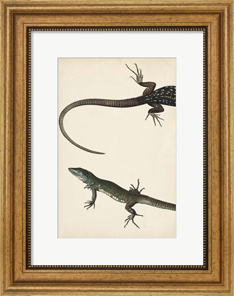 Framed Lizard Diptych I Print