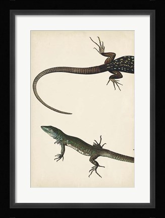 Framed Lizard Diptych I Print