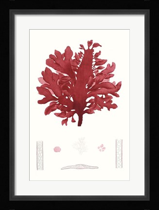 Framed Striking Seaweed I Print
