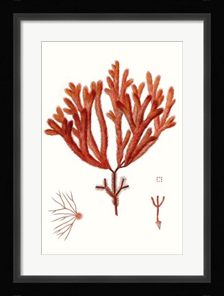 Framed Striking Seaweed II Print