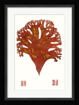 Framed Striking Seaweed III Print