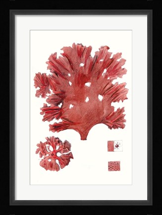 Framed Striking Seaweed IV Print