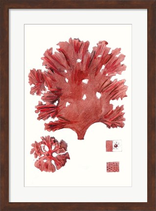 Framed Striking Seaweed IV Print