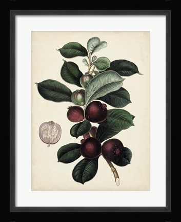 Framed Antique Foliage &amp; Fruit I Print