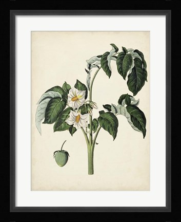 Framed Antique Foliage &amp; Fruit II Print