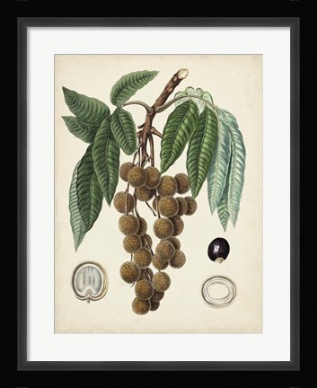 Framed Antique Foliage &amp; Fruit III Print