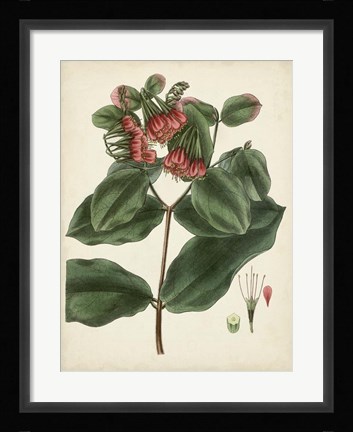 Framed Antique Foliage &amp; Fruit IV Print
