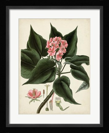Framed Antique Foliage &amp; Fruit V Print