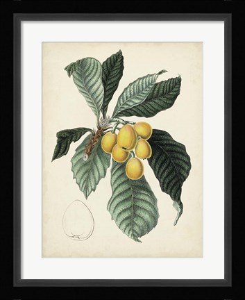 Framed Antique Foliage &amp; Fruit VI Print