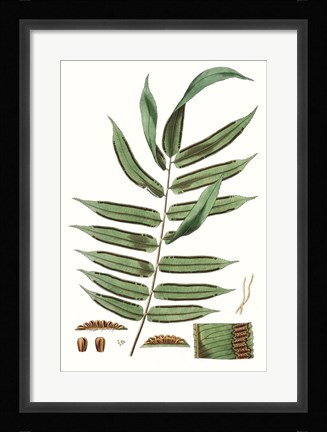 Framed Fern Foliage I Print