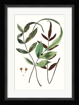 Framed Fern Foliage II Print