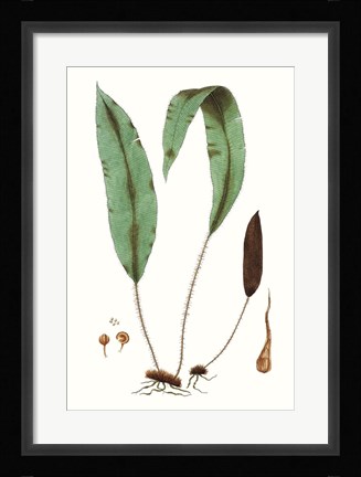 Framed Fern Foliage III Print