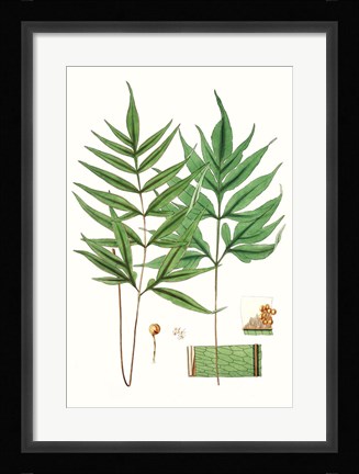 Framed Fern Foliage IV Print