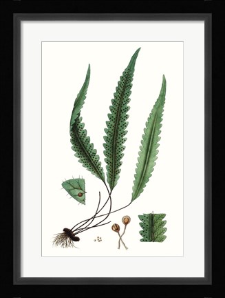 Framed Fern Foliage V Print