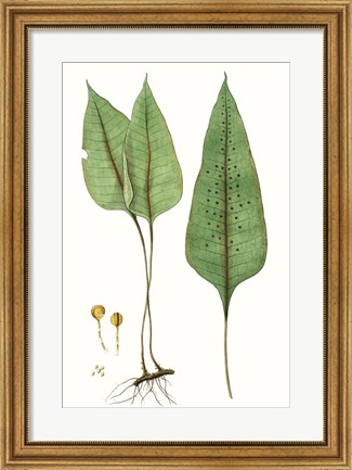 Framed Fern Foliage VI Print