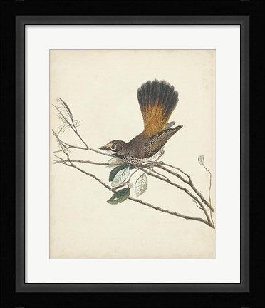 Framed Graceful Birds II Print