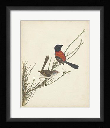 Framed Graceful Birds III Print