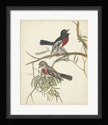 Framed Graceful Birds IV Print