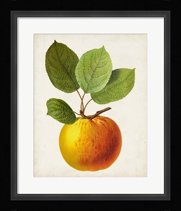Framed Antique Fruit I Print