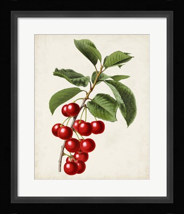 Framed Antique Fruit II Print