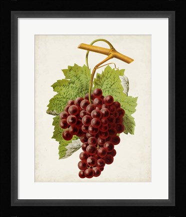 Framed Antique Fruit III Print