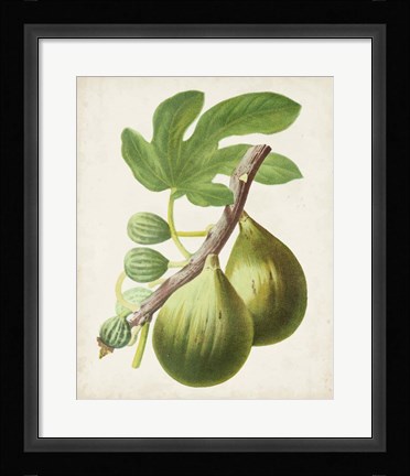 Framed Antique Fruit IV Print