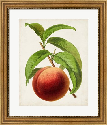 Framed Antique Fruit V Print