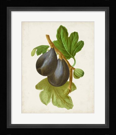 Framed Antique Fruit VI Print