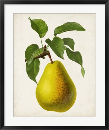 Framed Antique Fruit VII Print