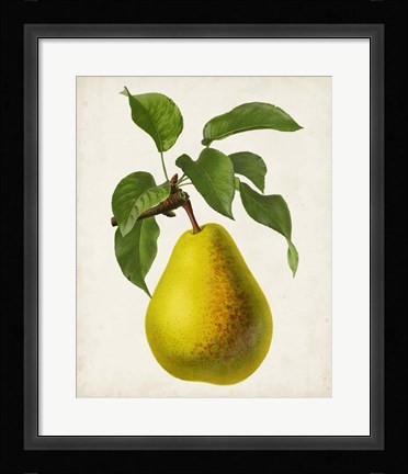 Framed Antique Fruit VII Print