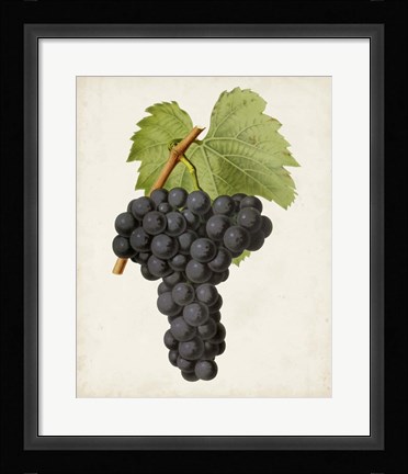 Framed Antique Fruit VIII Print