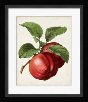 Framed Antique Fruit X Print