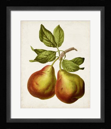 Framed Antique Fruit XI Print
