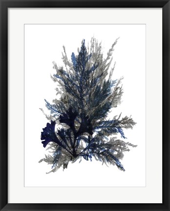 Framed Ocean Bloom II Print